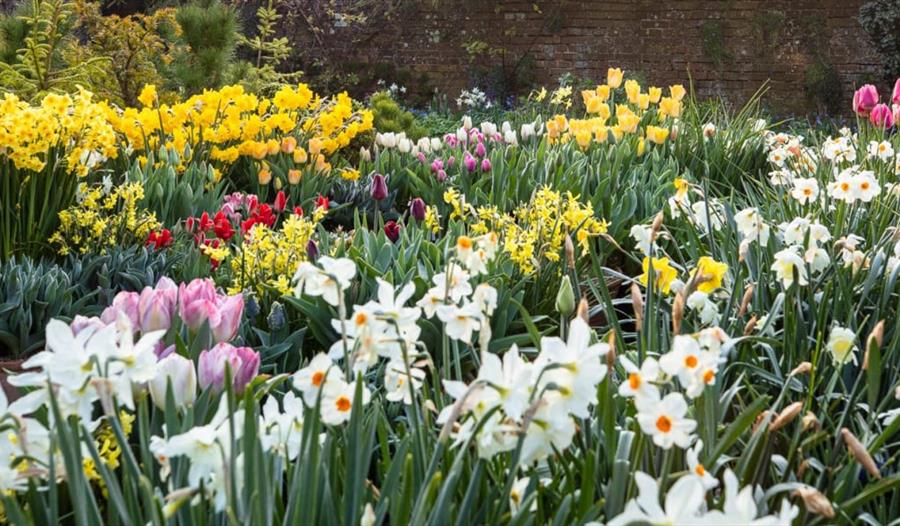 large border of spring flowers, mostly daffodils, at Great Dixter.