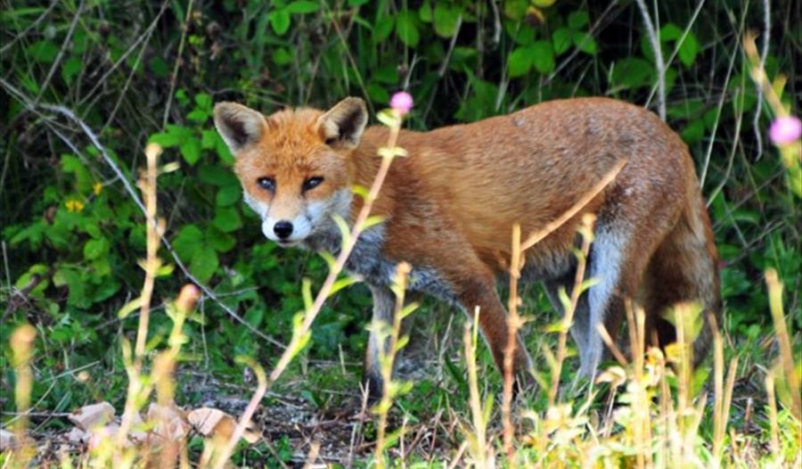 a photograph of a fox standing before a hedge.