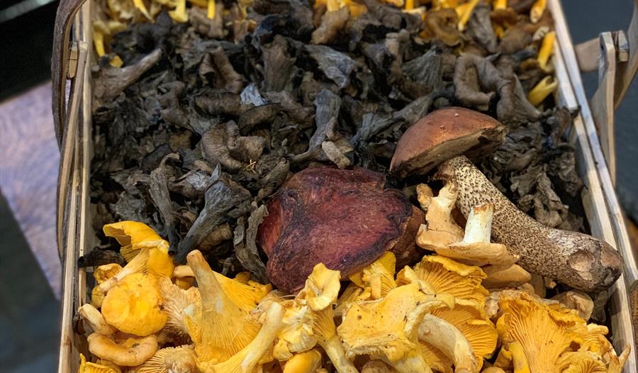 Porcini Mushroom Forage and Luncheon