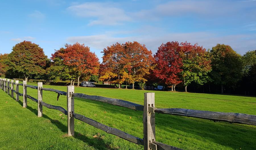 Photograph of wooden fence before a green lawn and row of red, autumnal trees.