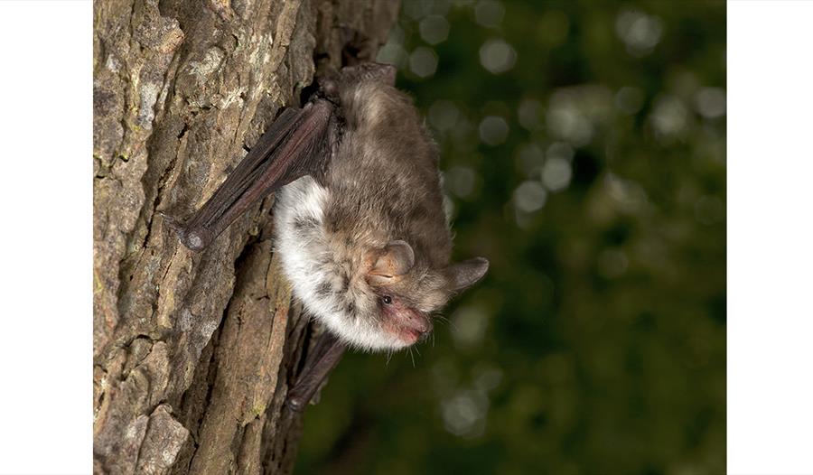 photograph of a bat clinging to a tree trunk