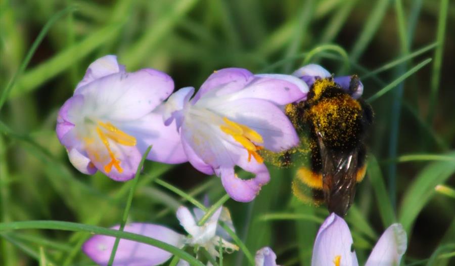 close up photograph of a bumblebee with a crocus flower.