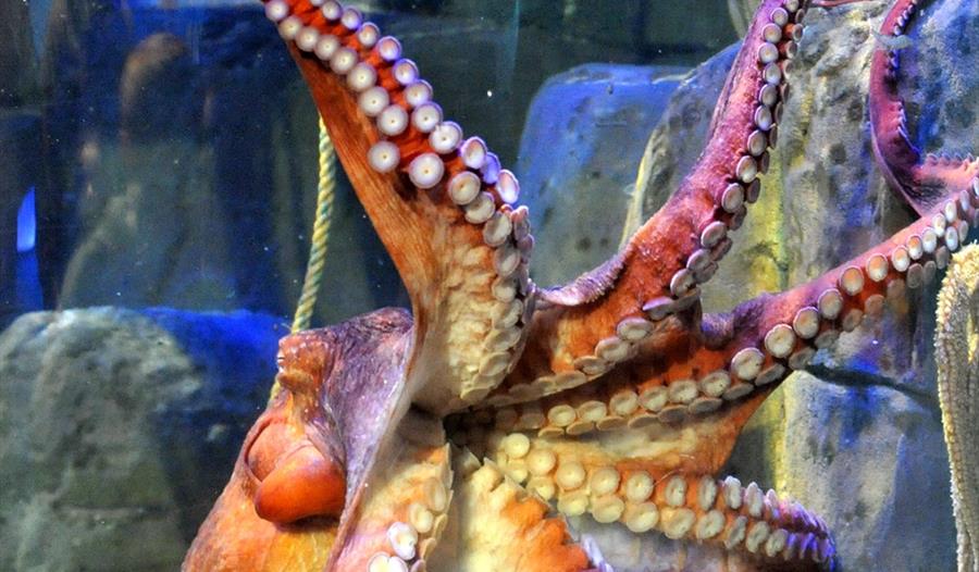 Giant Octopus