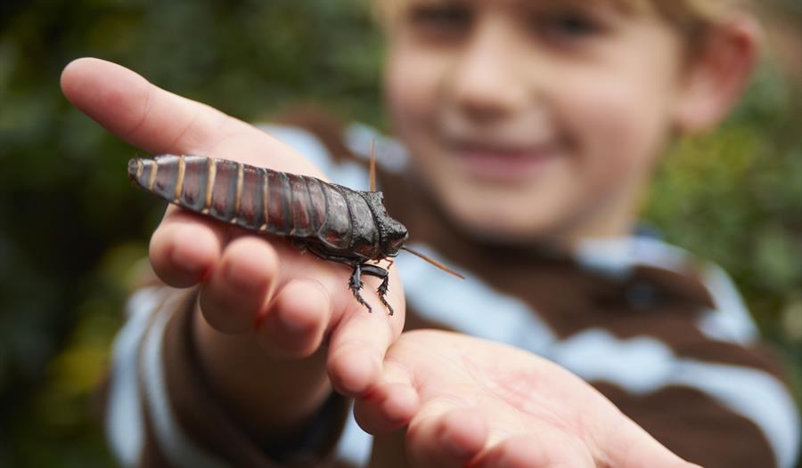 Creepy Crawlies Day