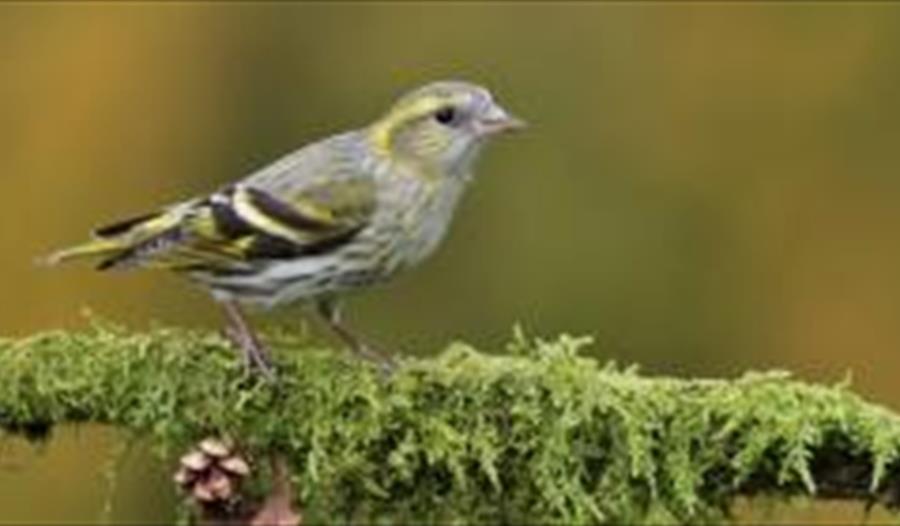 Birdsong Workshops at Bedgebury Pinetum