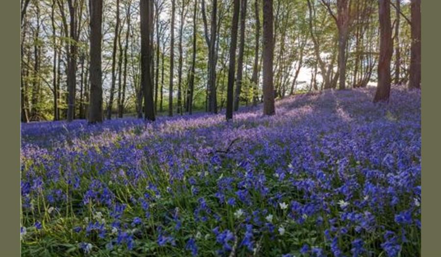 Bluebells