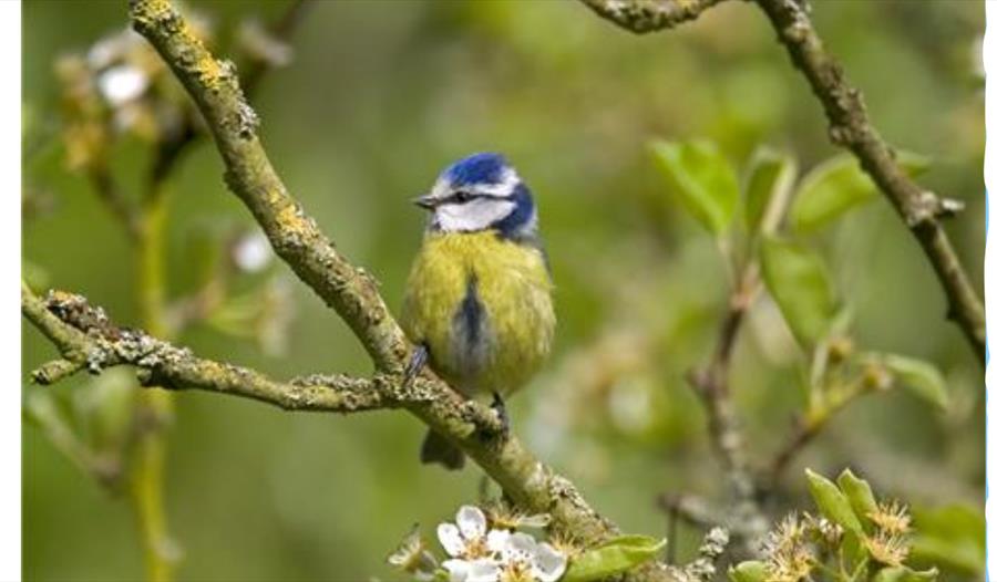 Blue tit