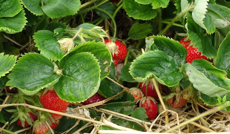 PYO Strawberries