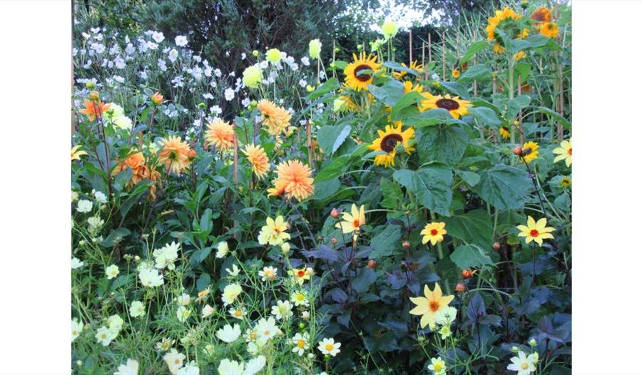 Dahlia Days at Pashley Manor Gardens