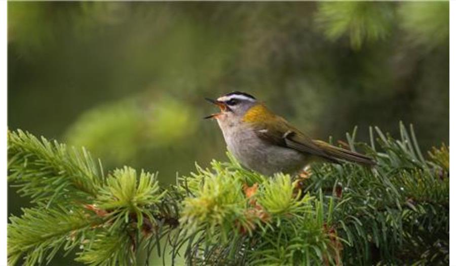 Dawn Chorus Walk