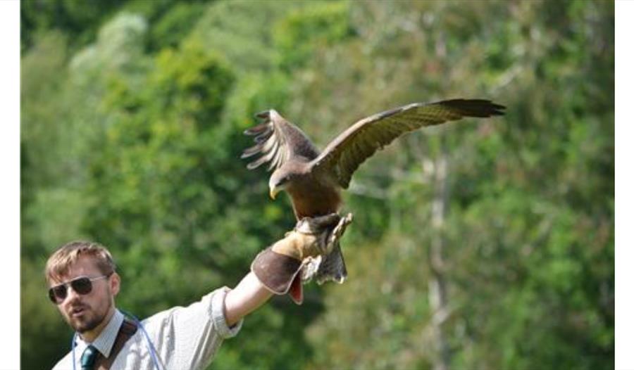 Falconry Display