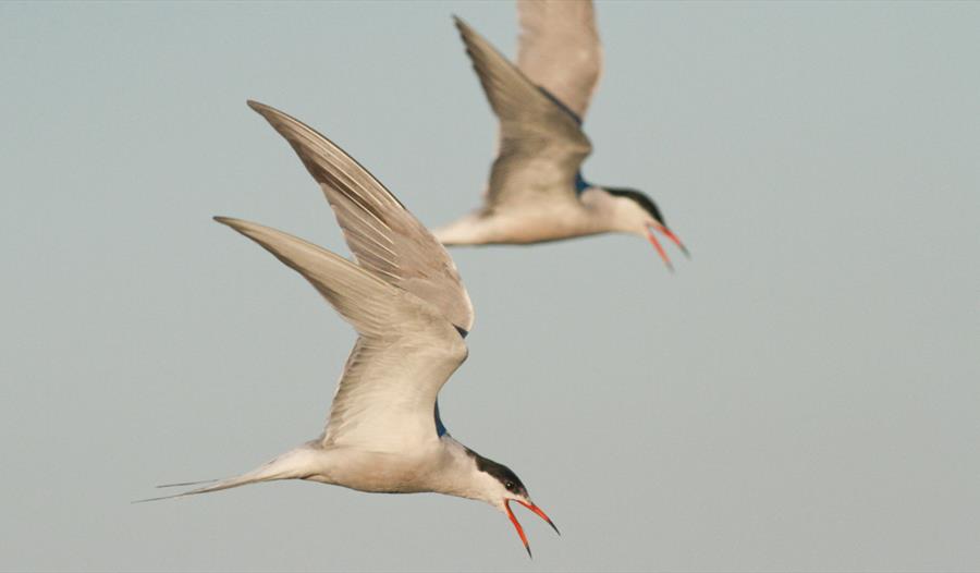 Walk with us: Dungeness to Bulverhythe (MSL)