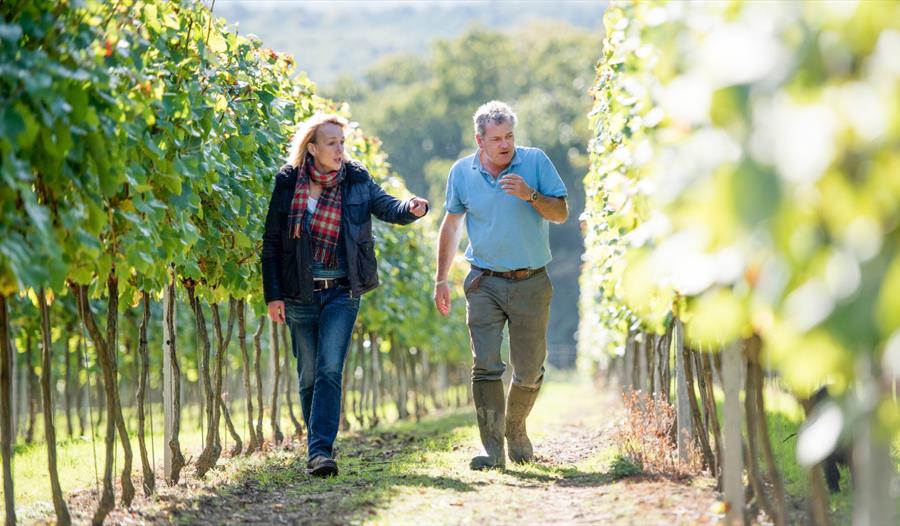 Two individuals walking through vineyard rows at Mountfield Winery, examining vines on a sunny day.