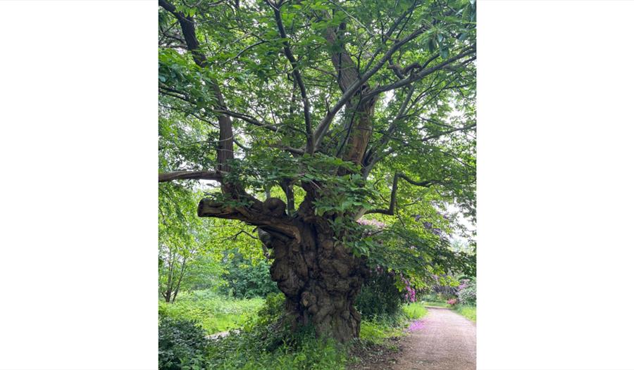 Ancient, gnarled tree beside a woodland path at Mountfield Winery Estate, surrounded by lush green foliage and wild plants