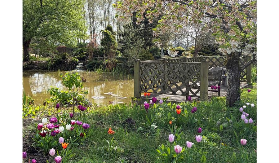 Tulips in bloom beside a pond and wooden bench at Merriments Gardens, surrounded by spring foliage.