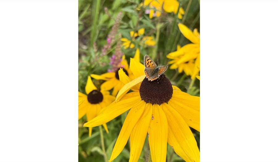 Small butterfly perched on yellow coneflower in Merriments Gardens, surrounded by soft green foliage.