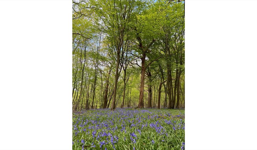 Bluebells carpet a leafy woodland at Mountfield Winery, marking the route of the self-guided bluebell walk.