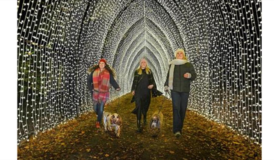 Christmas at Bedgebury