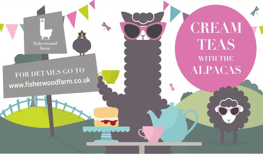 Cream teas with the alpacas at Fisherwood Farm