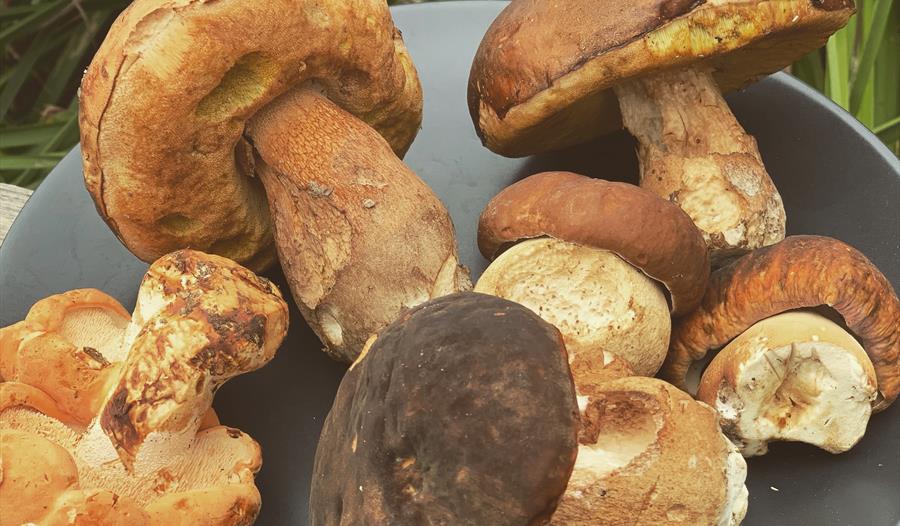 Wild Mushroom Gourmet