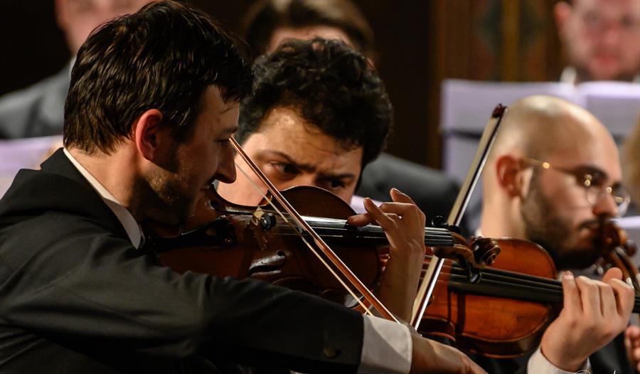 Violinists in an orchestra