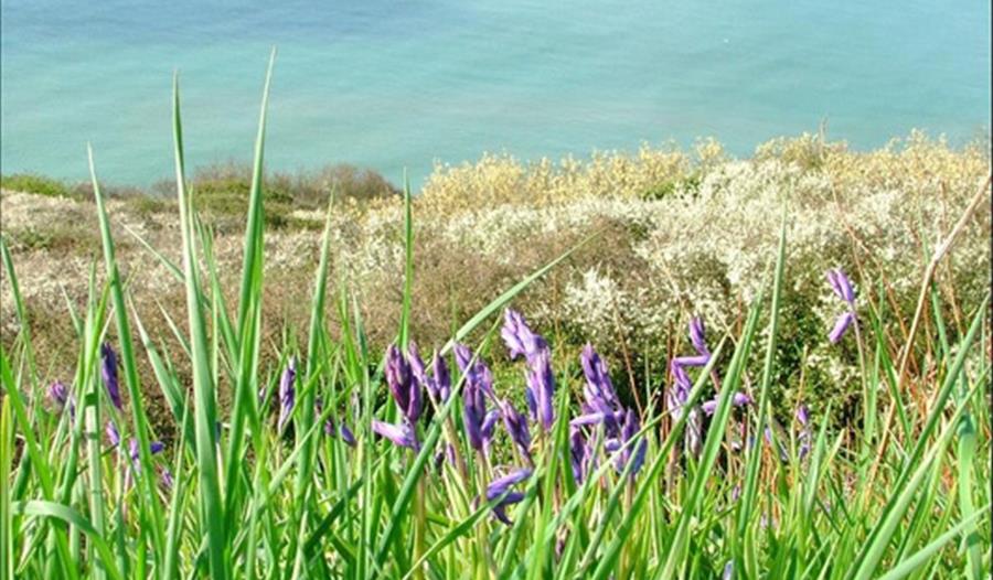 Bluebells