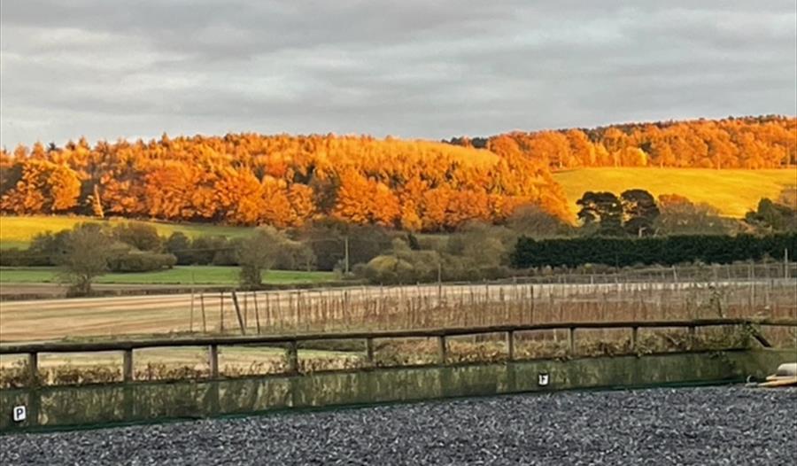 Salehurst Woodland