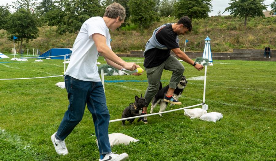 two men leading small dogs over small hurdle on lawn