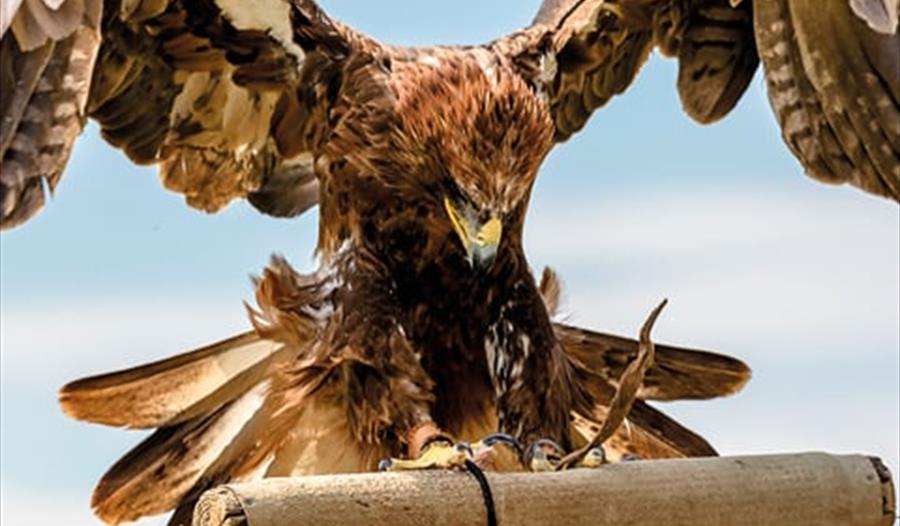 Falconry at Battle Abbey