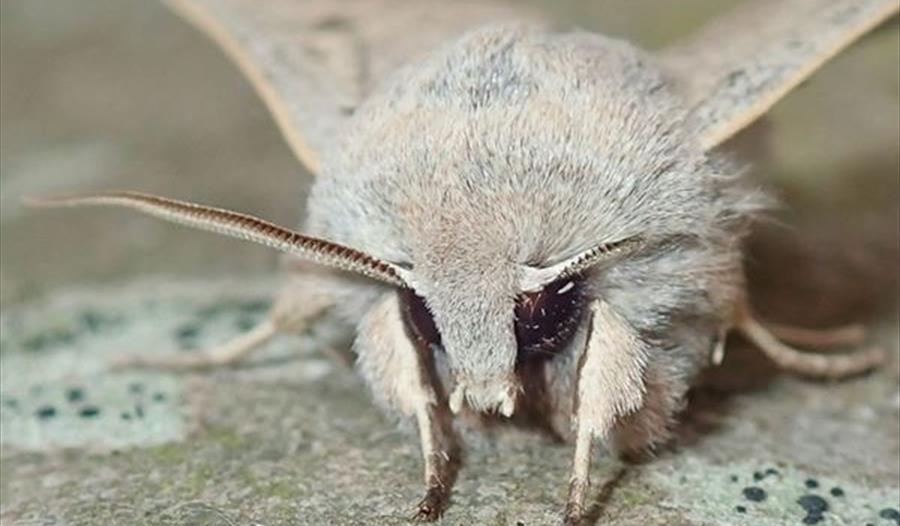 Moths by Moonlight