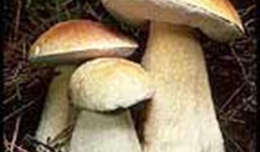 Mushroom Forage