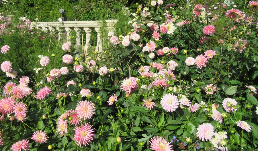 Pink flowers in a walled garden