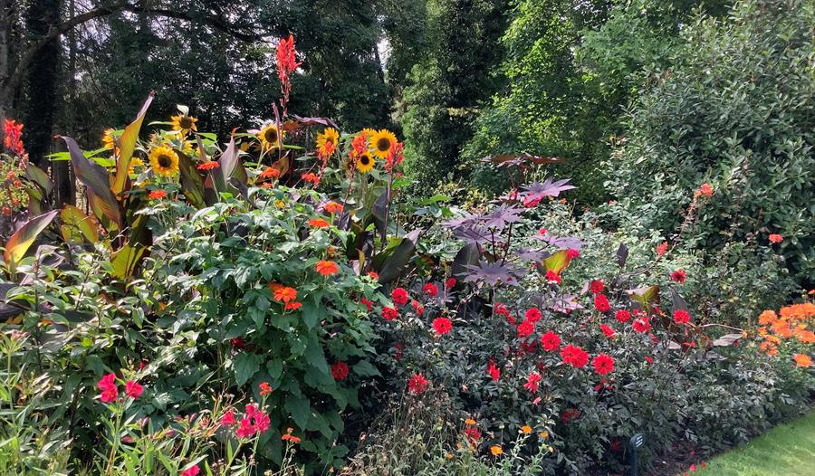 different colour flowers within a flower bed