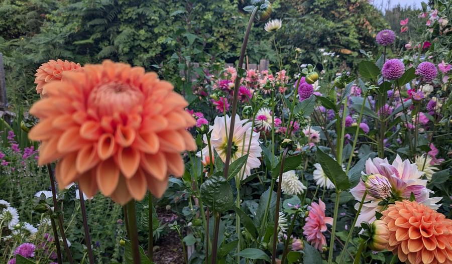 Dahlia dreams creative retreat