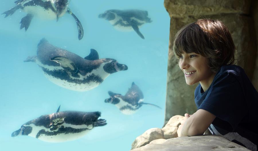 Boy looking at penguins in underwater tunnel