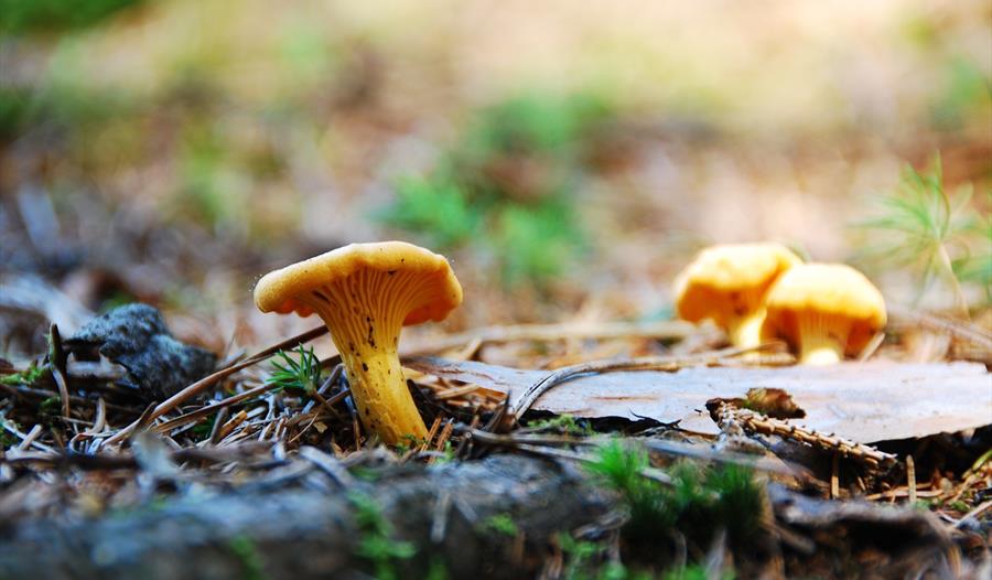 macro photograph of chanterelle mushroom growing.