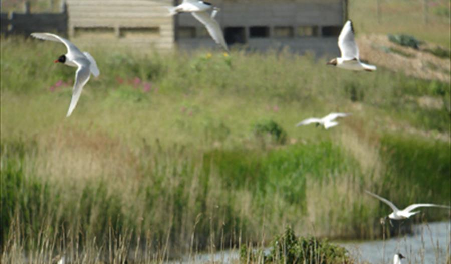 Rye Harbour Nature Reserve