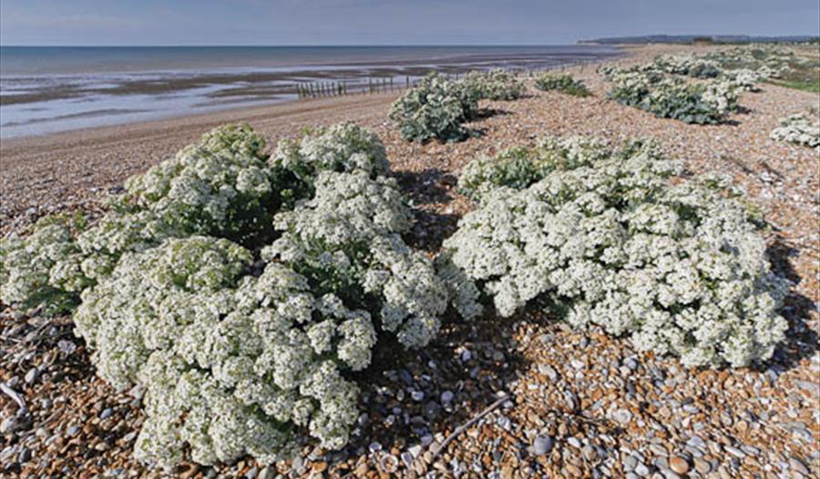 An Introduction to Rye Harbour Nature Reserve