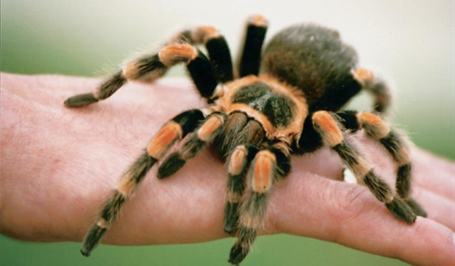 Spider Saturday