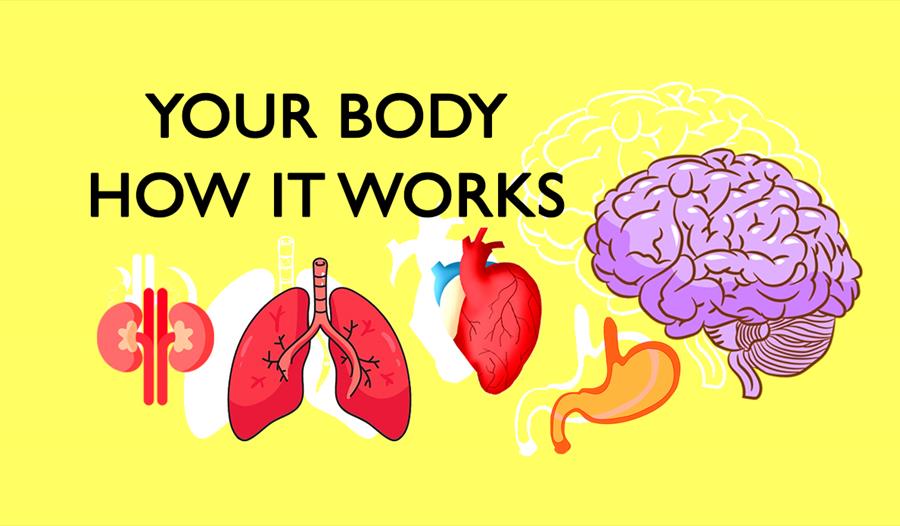 Yellow poster with graphic illustrations of body organs including a brain, lungs and hear. Text says "Your Body How It Works".