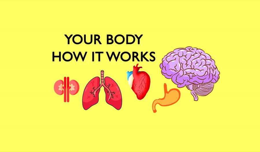 Your Body: How it Works! - The Observatory Science Centre, Herstmonceux