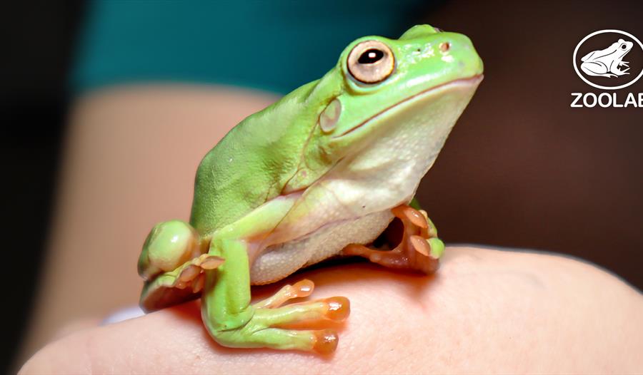 photograph of a frog.