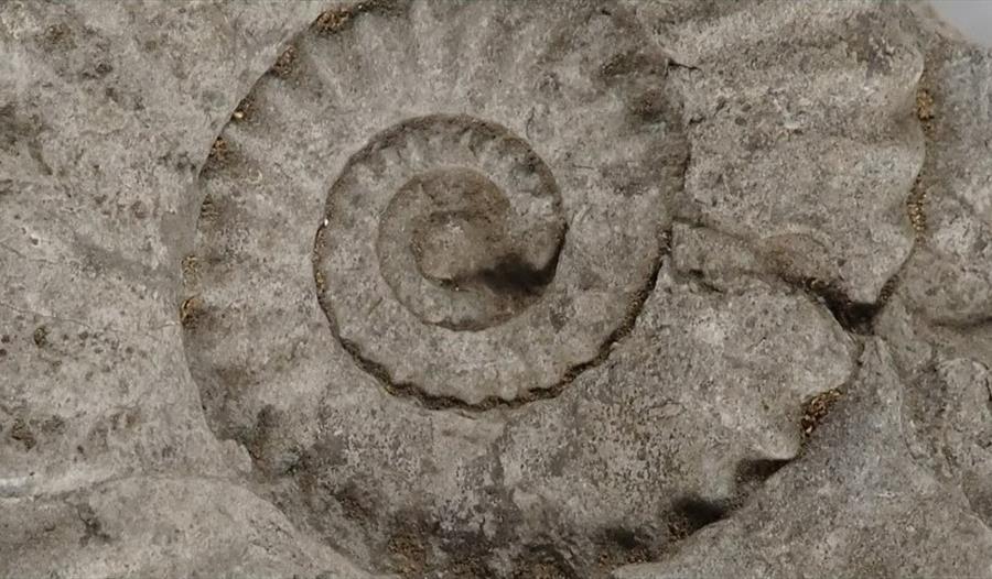 Collections conversations: Fossils