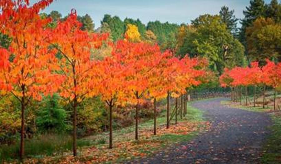 Autumn at Bedgebury