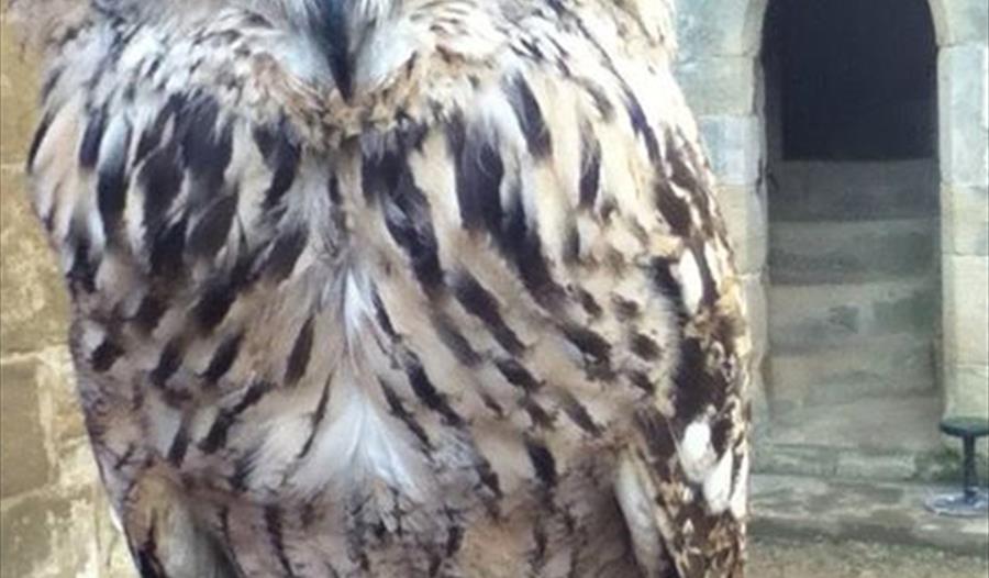 Bird's of Prey Experience at Bodiam Castle
