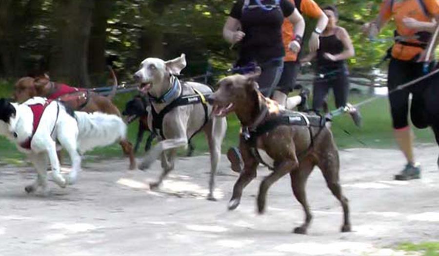 Canicross run