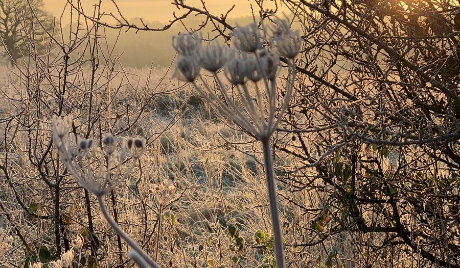 A photograph of countryside in frost.