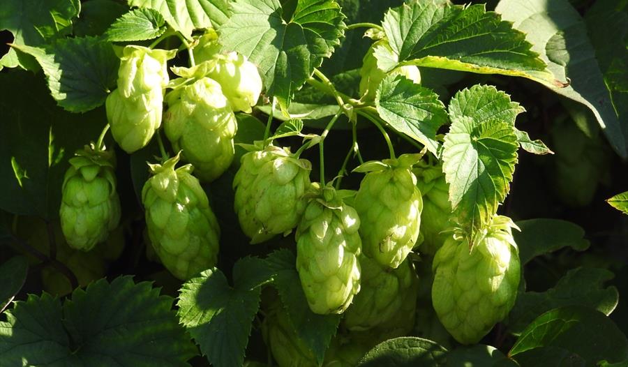 a photographs of green hops on the vine.