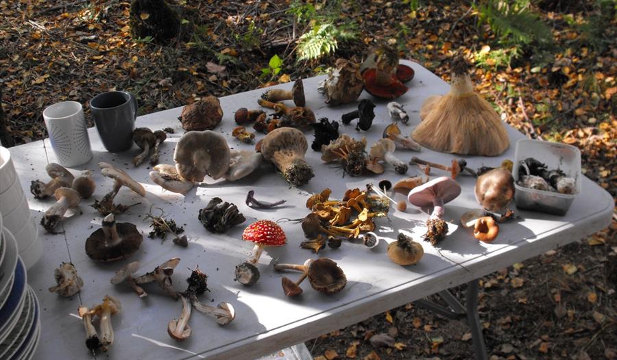 Fungi walk in Alexandra Park