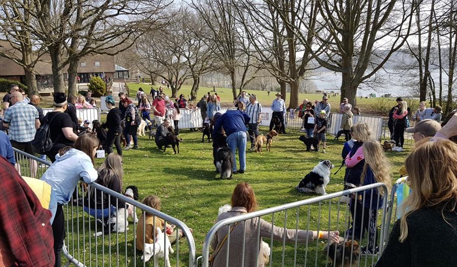 Photo of dogs at Bewl Water